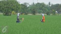 Petani memupuk tanaman padi di Karawang, Jawa Barat, Senin (4/7). Kementerian Pertanian optimis target produksi padi sebesar 75,13 juta ton pada tahun 2016 dapat tercapai. (Liputan6.com/Gempur M Surya) 