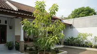 Cara Menanam Alpukat di Halaman Rumah agar Tumbuh Subur dan Berbuah Lebat