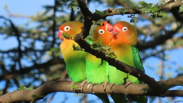 Ilustrasi burung lovebird