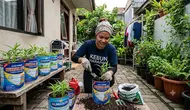 Cara Menanam Kangkung di Toples Bekas Susu Bubuk, Hemat dan Ramah Lingkungan