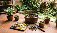 4 Cara Membuat Pupuk Kulit Pisang untuk Tanaman Cabai, Bisa Jadi POC dan Bubuk