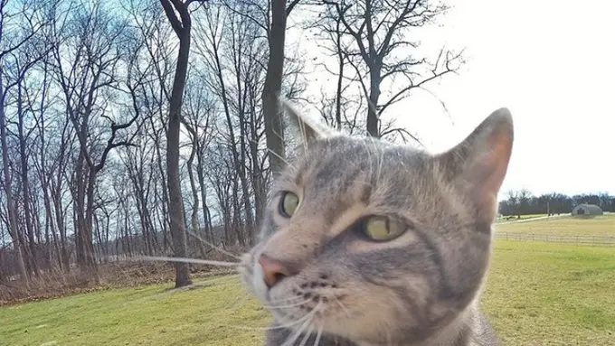 Manny, Si Kucing Tukang Selfie