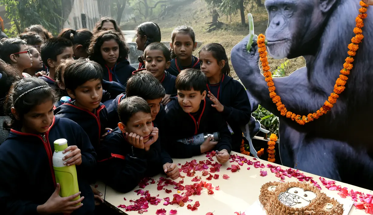 Anak-anak sekolah India merayakan ulang tahun simpanse bernama Rita yang berusia 58 tahun di sebuah kebun binatang di New Delhi (14/12). Anak-anak sekoalah di India merayakan ulang tahun tertua di India. (AFP Photo/Money Sharma)