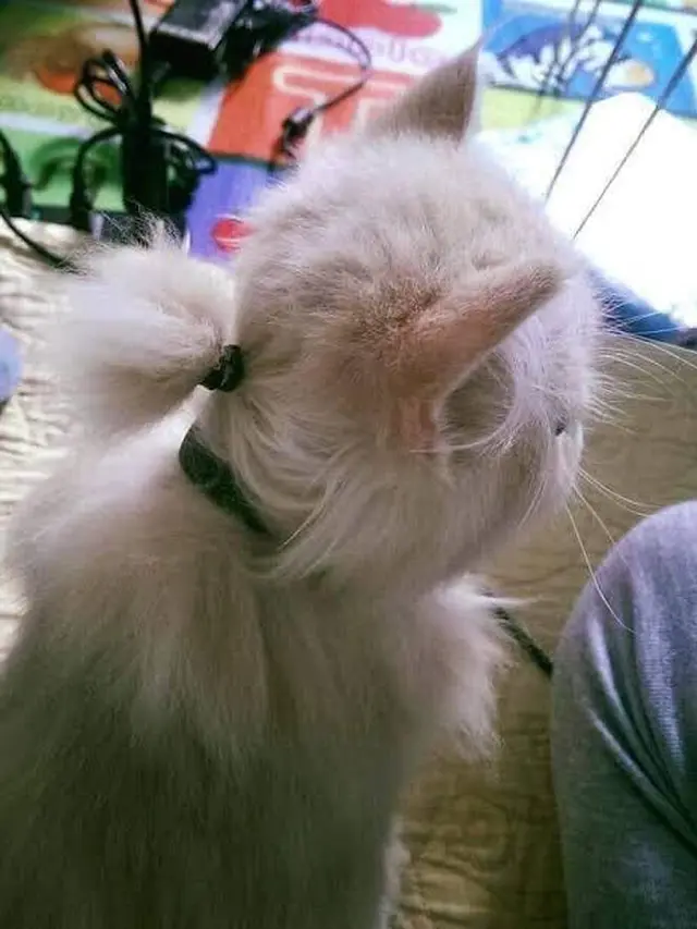 6 Foto Lucu Kucing dengan Rambut Dikuncir Ini Bikin Gemas