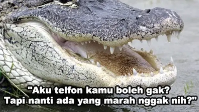 meme buaya darat