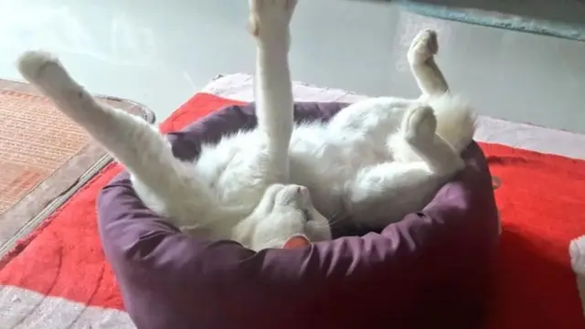 7 Potret Kucing Tidur dengan Pose Super Nyeleneh, Dijamin Bikin Ketawa