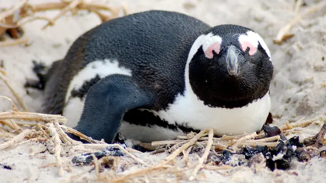 Penguin Jackass