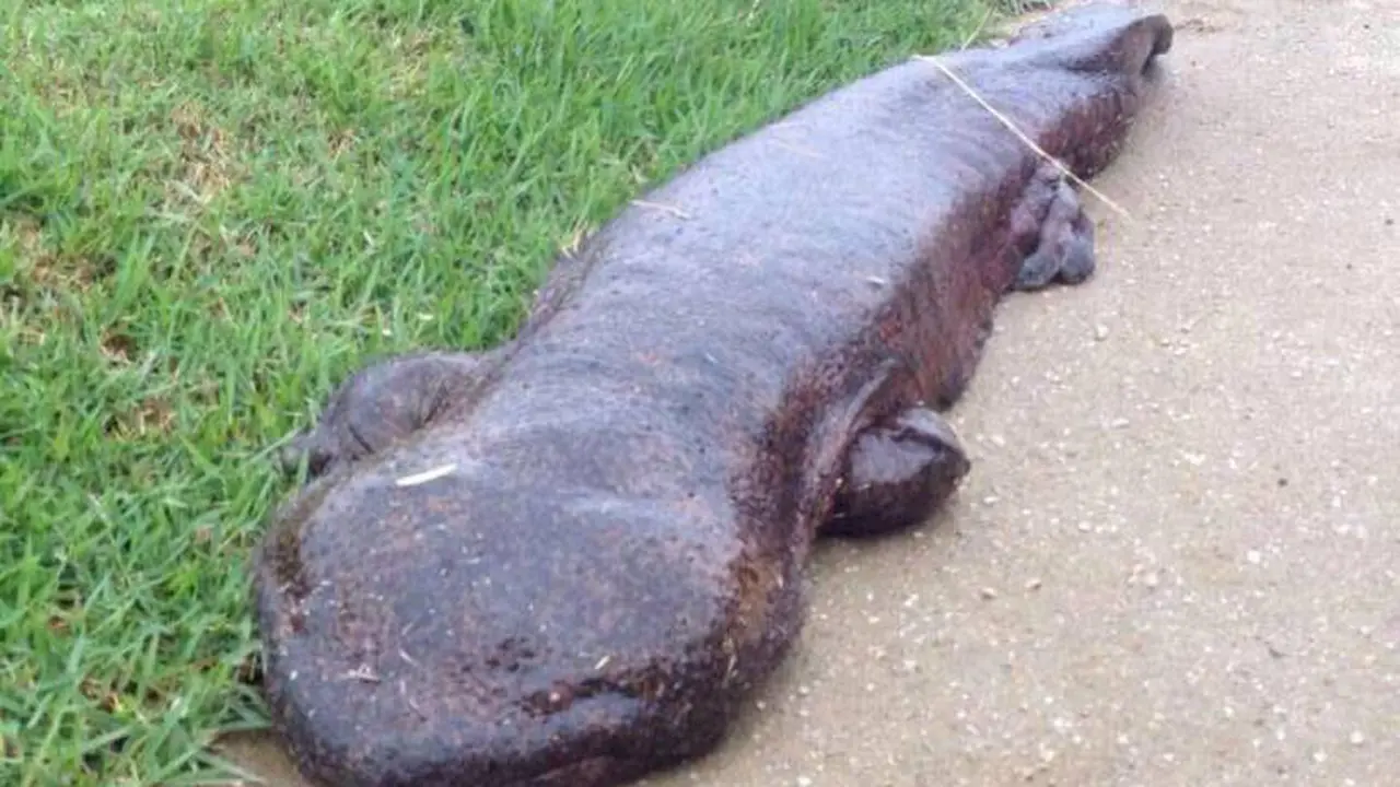 Siswa di Jepang Temukan Seekor Salamander Raksasa