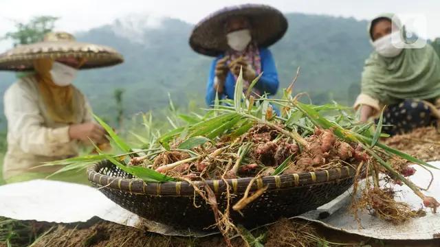 Melihat Hasil Panen Petani Jahe Merah Binaan YDBA