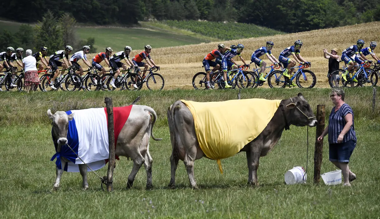 Pebalap Tour de France melintasi daerah pertanian saat seekor sapi menggunakan bedera Prancis pada etape ketujuh antara antara Troyes dan Nuits-Saint-Georges, dengan jarak tempuh 213,5 km. (7/7/2017). (AFP/ Lionel Bonaventure)