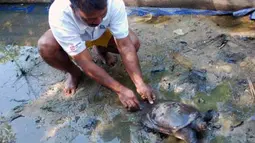 Seorang warga melepas labi-labi (Trionyx sinensis) di penangkaran di Perawang, Kabupaten Siak, Riau, Kamis (26/4). Warga Perawang dengan bantuan Sinar Mas mulai melakukan penangkaran labi-labi (Trionyx sinensis), yang selama ini hidup liar, karena permintaan pasar yang meningkat dengan harga jual mencapai Rp35 ribu per kilogram. (Antara)