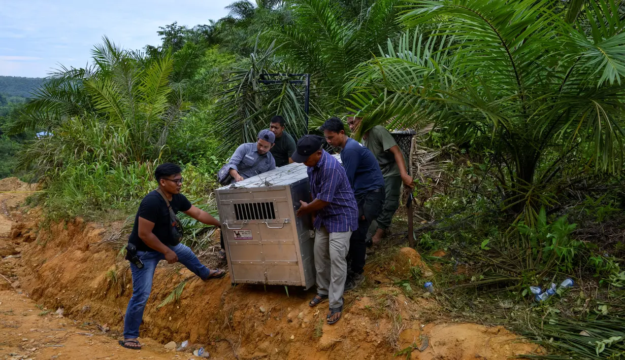 Petugas Balai Konservasi Sumber Daya Alam (BKSDA) Aceh membawa kandang evakuasi yang berisi seekor harimau sumatra liar yang berhasil ditangkap di Desa Singgersing, Kota Subulussalam, Aceh, Minggu (8/3/2020). Penangkapan harimau dilakukan dengan menggunakan kandang jebak. (CHAIDEER MAHYUDDIN/AFP)