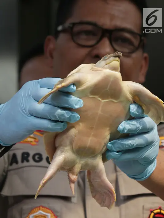 Polisi menunjukkan kura-kura moncong babi saat rilis perdagangan satwa dilindungi di Polda Metro Jaya, Jakarta, Rabu (26/9). Polisi menyita barang bukti 128 ekor kura-kura moncong babi. (Merdeka.com/Imam Buhori)