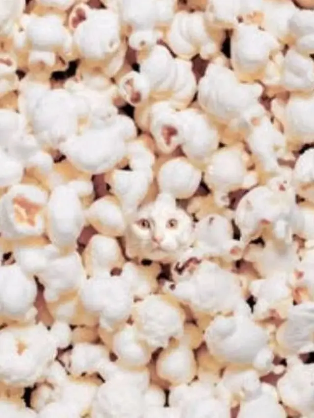 Temukan Kucing Tersembunyi di Antara Popcorn