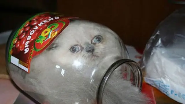 6 Momen Kucing Bikin Kaget Ini Nyeleneh Banget, Bikin Tepuk Jidat