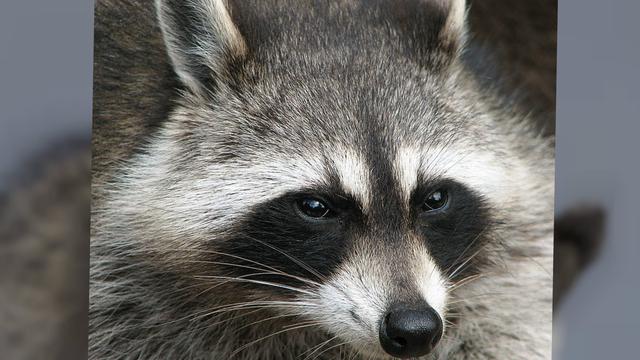 Rakun (Procyon lotor)