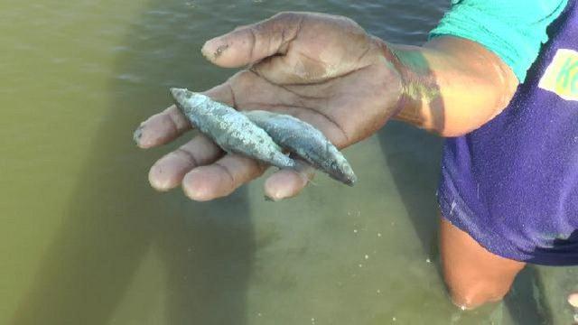 7800 Ikan Air Laut Karawang HD
