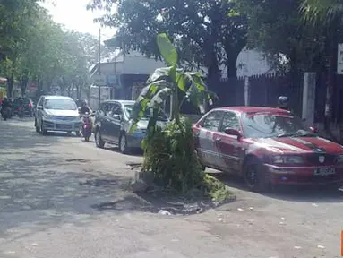 Citizen6, Sidoarjo: Jalan berlubang itu ditanami pohon pisang oleh warga sekitar, agar tidak korban lagi. (Pengirim: Wiro)