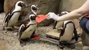 Penguin Afrika mengambil kartu valentine berbentuk hati di California Academy of Sciences, San Francisco, Rabu (12/2/2020). Penguin secara alami membangun sarang menggunakan kartu ucapan dari bahan itu dan menarik lawan jenis untuk meningkatkan populasi mereka yang terancam punah. (AP/Jeff Chiu)