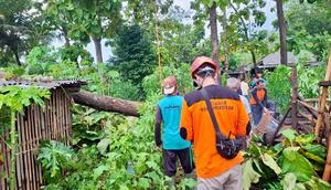 Pohon tumbang di sejumlah wilayah Gunungkidul akibat hujan deras yang terjadi pada Kamis 1 Januari 2026. (Foto: BPBD Gunungkidul).