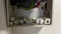 Seorang Pria Temukan Lebih Dari 10 Telur Kadal Saat Ganti Soket Listrik. Sumber: Facebook/Deon Bean.