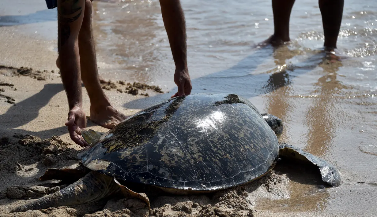 Penyu hijau saat dilepaskan kembali ke laut di Pantai Kuta dekat Denpasar, Bali (20/12/2019). Keenam penyu yang diamankan 18 Desember lalu ini, Jumat (20/12) dilepasliarkan sekitar pukul 15.00. (AFP Photo/Sonny Tumbelaka)