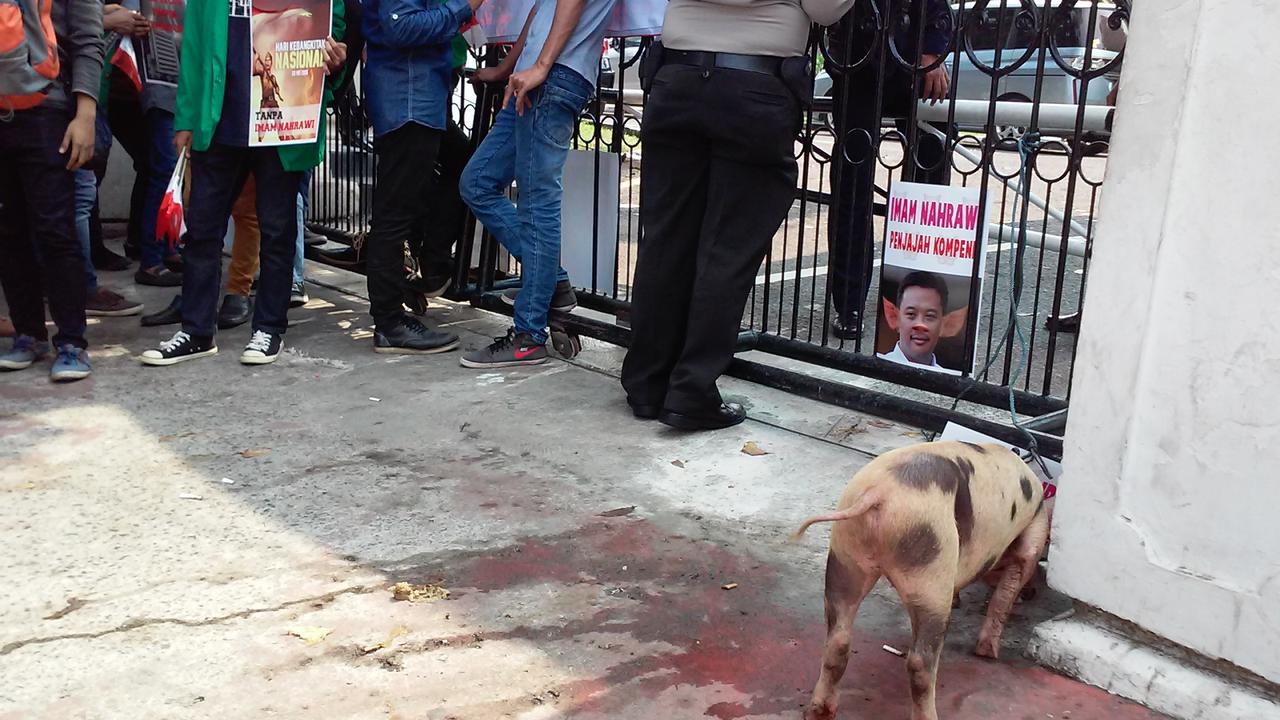 Kecewa,Pendemo Giring Seekor Babi Masuk Kemenpora