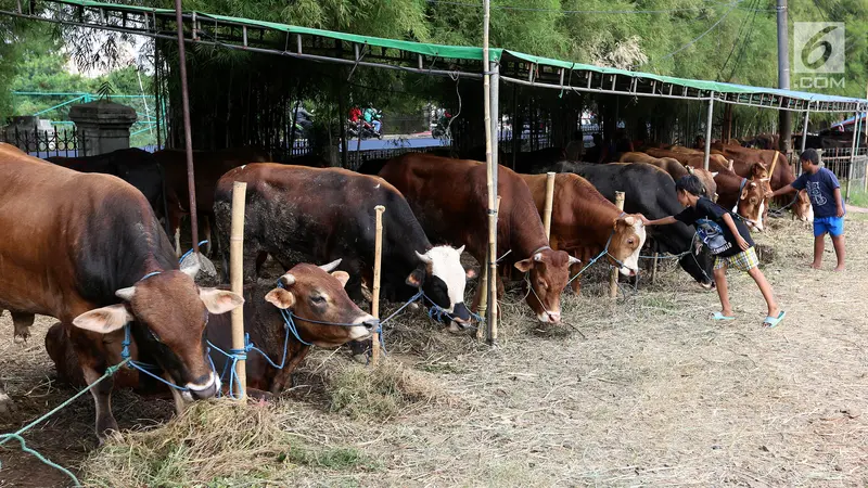 Jelang Idul Adha, Pedagang Jual Hewan Kurban di Areal Makam