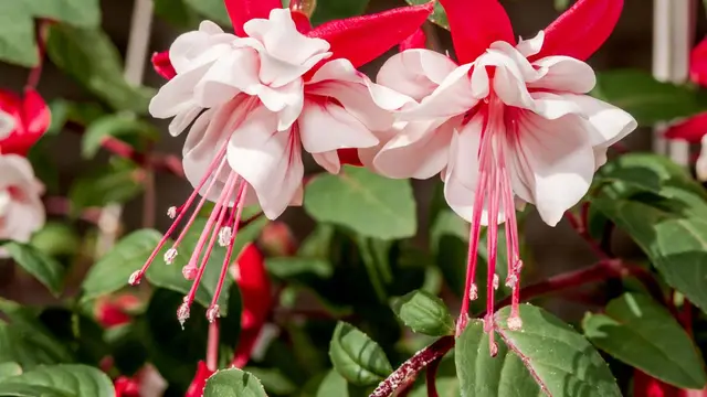 Fuchsia.