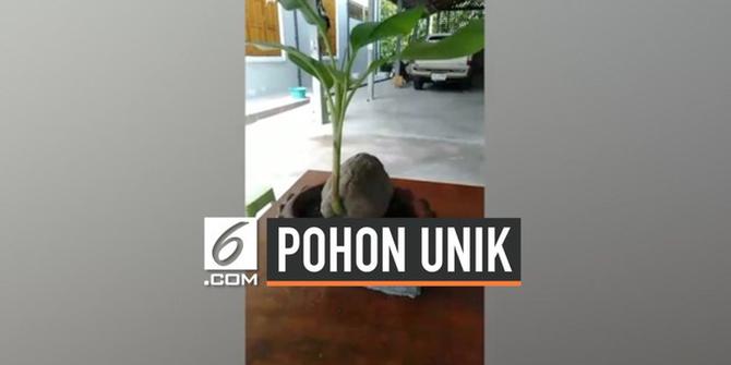 VIDEO: Penemuan Buah Kelapa Bertunas Pisang di Halaman Rumah Petani