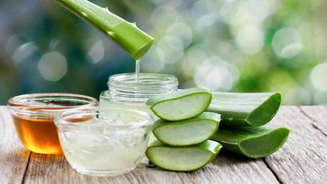 Khasiat Lidah Buaya dalam Mengatasi Nyeri Akibat Asam Urat