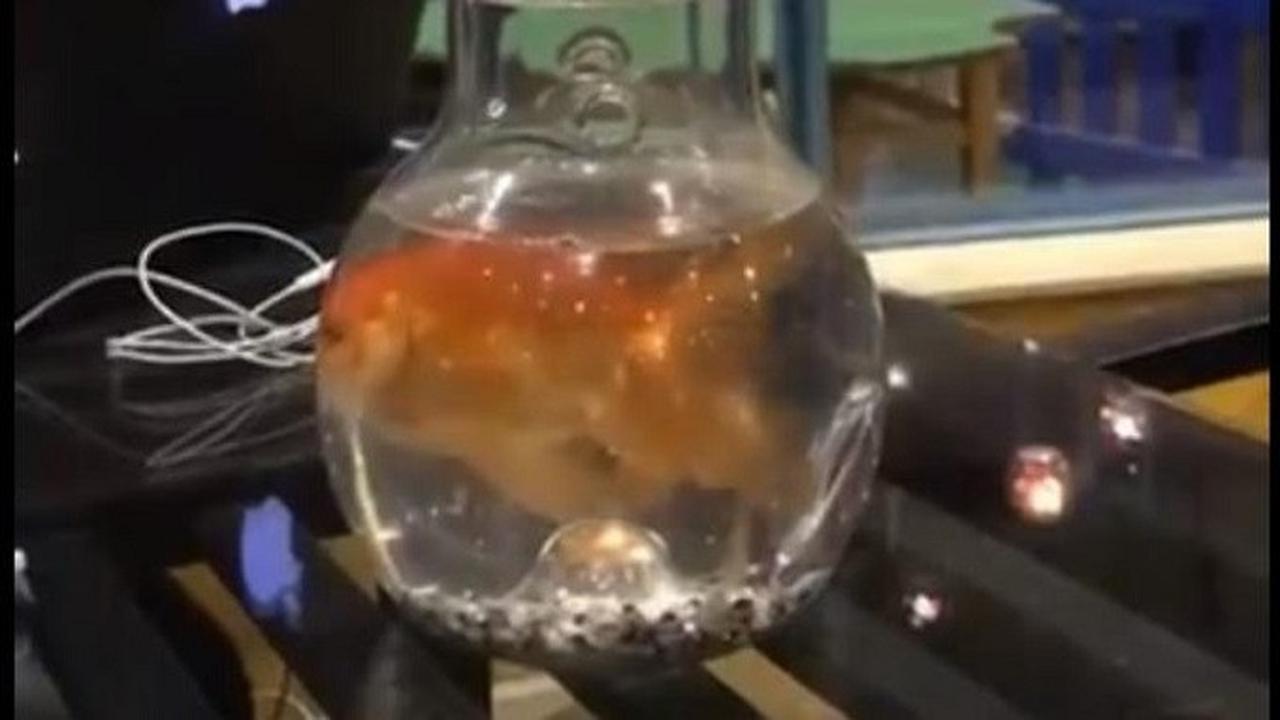 Ikan Mas di Dalam Shisha