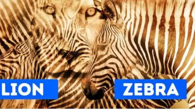 Zebra atau Singa yang Dilihat? Jawabannya Ungkap Kepribadian Ekstrovert atau Introvert