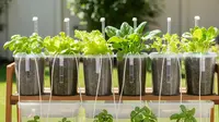 8 Kebun Hidroponik Sederhana Tapi Bisa Panen Setiap Minggu, Hasil Cepat dan Berkualitas