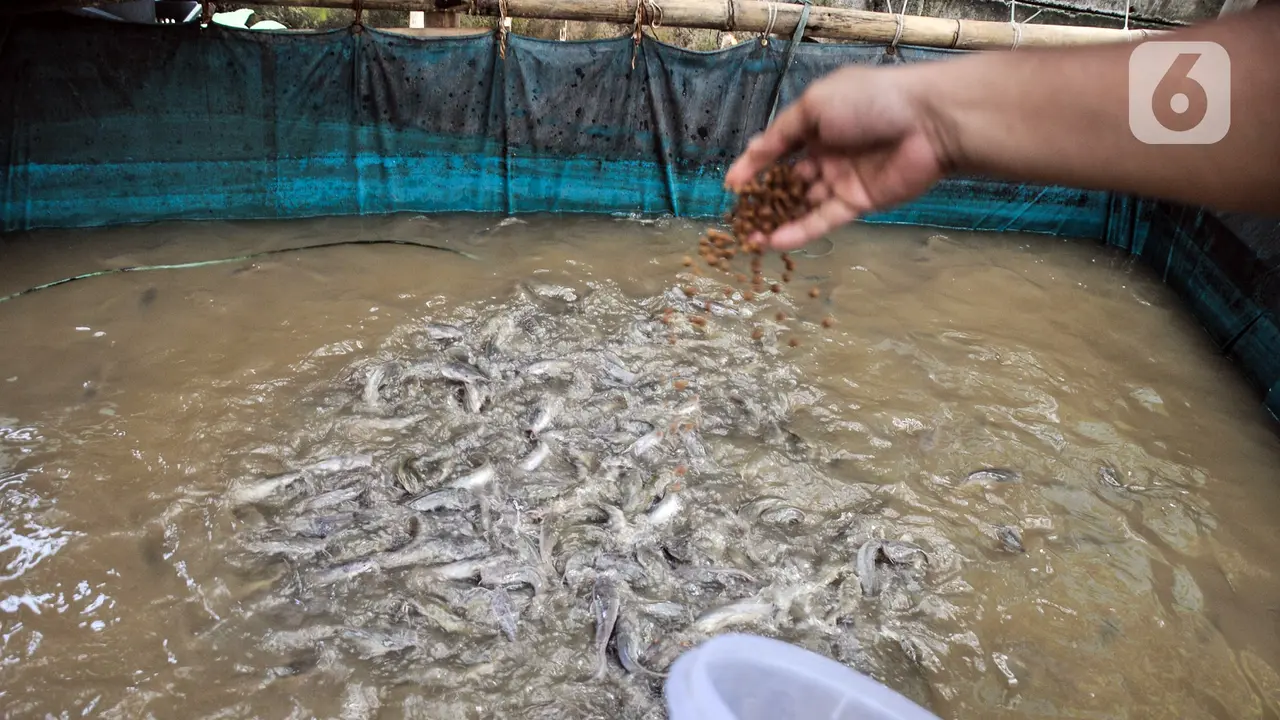 FOTO: Budi Daya Ikan untuk Menjaga Ketahanan Pangan di Masa Pandemi