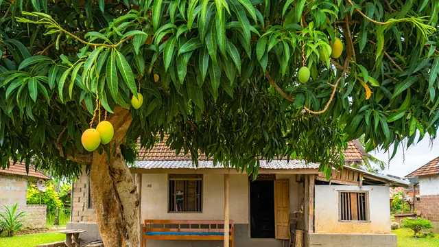 Ide Rumah Sederhana Sejuk di Desa dengan Pohon Buah (AI)