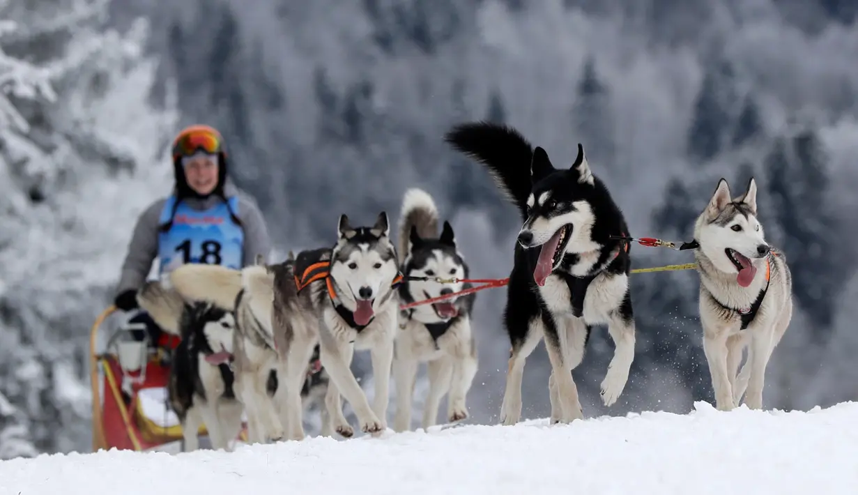 Seorang musher mengendarai kereta luncur anjing tradisional pada lomba Sedivackuv Long di dekat Desa Destne v Orlickych Horach, Republik Ceko, Kamis (23/1/2020). Sedivackuv Long edisi ke-24 tahun ini berlangsung selama lima hari. (AP Photo/Petr David Josek)
