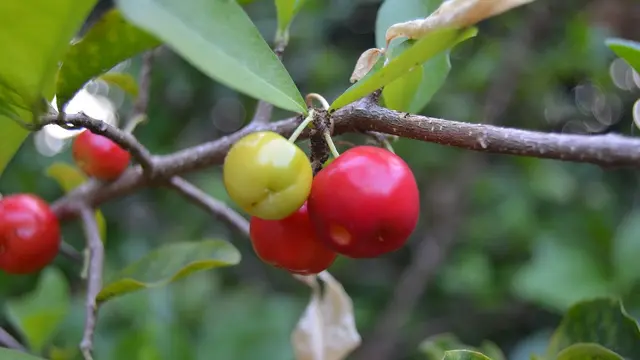 Ilustrasi Ceri Acerola