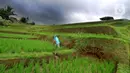 Petani membersihkan rumput liar di sela tanaman padi jenis IR64 di Jatiluwih, Tabanan, Bali, Minggu (5/9/2021). Seiring berakhirnya masa panen dan memasuki masa tanam padi, Badan Pusat Statistik (BPS) mencatat harga beras semua kualitas terjadi kenaikan pada Agustus 2021. (merdeka.com/Arie Basuki)