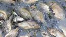 Ikan mati terlihat di tepi Sungai Santiago, salah satu sungai paling tercemar di Meksiko, di Juanacatlan, Negara Bagian Jalisco, Meksiko pada 17 Juli 2024. (ULISES RUIZ / AFP)