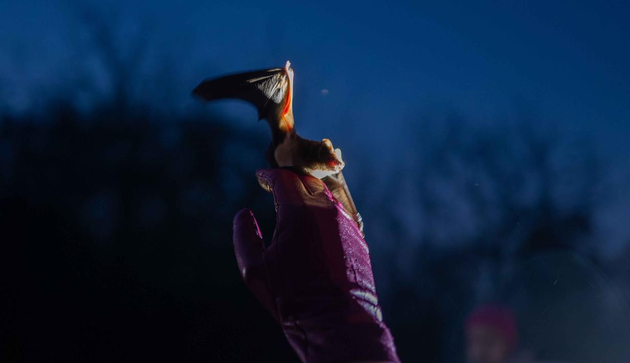 Seorang wanita membantu kelelawar yang diselamatkan untuk kembali terbang saat upacara pengembalian kelelawar ke alam liar di Kyiv, Ukraina, Sabtu 4 April 2026. Ukrainian Bat Rehabilitation Center menggelar upacara pengembalian kelelawar ke alam liar. (AP Photo/Dan Bashakov)