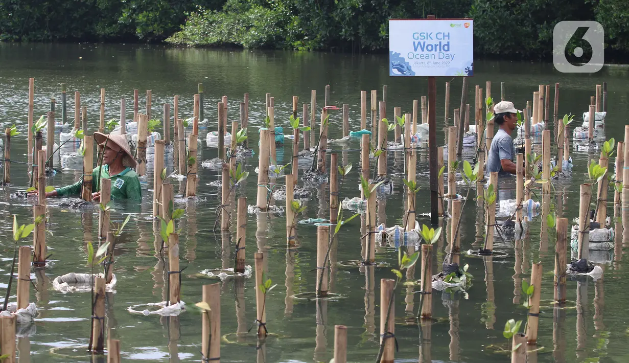 Pekerja membudidayakan bibit pohon mangrove di Taman Wisata Alam Mangrove, Angke Kapuk, Jakarta, Kamis (23/6/2022). Kawasan hijau seluas 99,82 hektare ini dikenal sebagai kawasan konservasi alam mangrove yang dimanfaatkan untuk wisata dan rekreasi alam. (merdeka.com/Arie Basuki)
