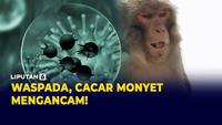 Meski pertama ditemukan pada monyet laboratorium, sehingga disebut cacar monyet, virus ‘monkeypox’ yang sedang disorot saat ini lebih banyak menular lewat hewan pengerat, termasuk tikus, tupai, dan landak. Lalu bagaimana virus yang banyak ditemui...