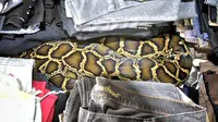 Seekor ular phyton yang sudah kenyang memutuskan untuk memanjakan diri di antara tumpukan baju di pasar loak.