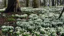 Sebuah foto pada 15 Februari 2022 menunjukkan hamparan tetesan salju di halaman Burton Agnes Hall, dekat Bridlington, Inggris. Hutan yang bersebelahan dengan Burton Agnes Hall, terkenal dengan ribuan tetesan salju yang muncul setiap bulan Februari. (OLI SCARFF/AFP)