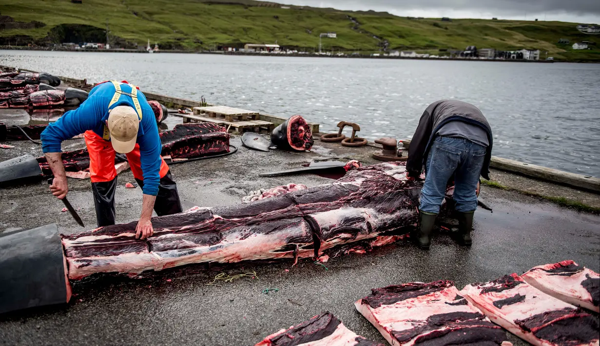 Dua orang pria menguliti tubuh paus pilot di dermaga di Jatnavegur, dekat Vagar, Kepulauan Faroe, Denmark, Rabu (22/8). Sekelompok paus akan digiring ke dekat pantai dan dibantai dengan pisau. (MADS CLAUS RASMUSSEN/RITZAU SCANPIX/AFP)