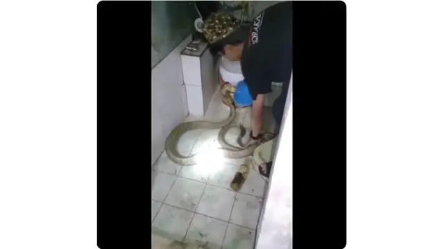 Ngeri, Aksi Nekat Pria Mandikan Ular Kobra Besar di Toilet Ini Bikin Was-Was