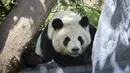 Para staf di kebun binatang tersebut mengatakan bahwa kedua panda itu, yang tiba dari China pada akhir Juni, beradaptasi baik dengan rumah baru mereka di habitat tersendiri. (Sandy Huffaker / AFP)