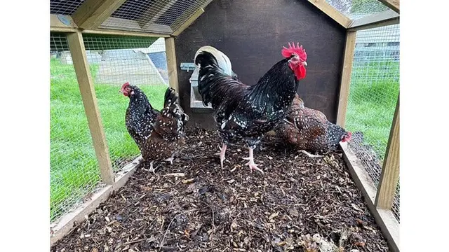 Tetangga Laporkan Peternak Gara-Gara Kokok Ayam, Alasannya Bikin Geleng Kepala