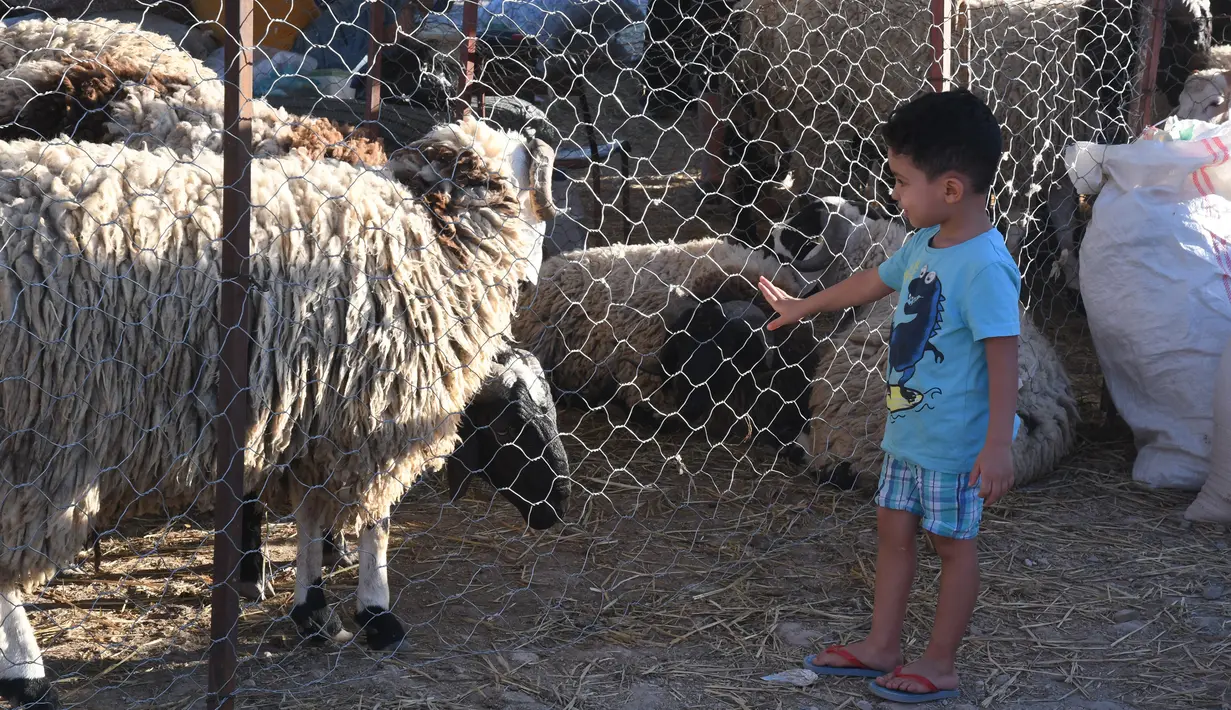 Seorang bocah laki-laki terlihat di pasar ternak menjelang Hari Raya Idul Adha di Tunis, Tunisia, pada 20 Juli 2020. Hari Raya Idul Adha identik dengan penyembelihan hewan kurban bagi yang mampu. (Xinhua/Adel Ezzine)